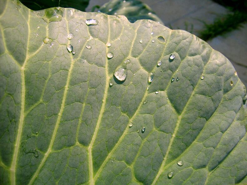 Compress from cabbage leaves will help get rid of varicose veins on the legs