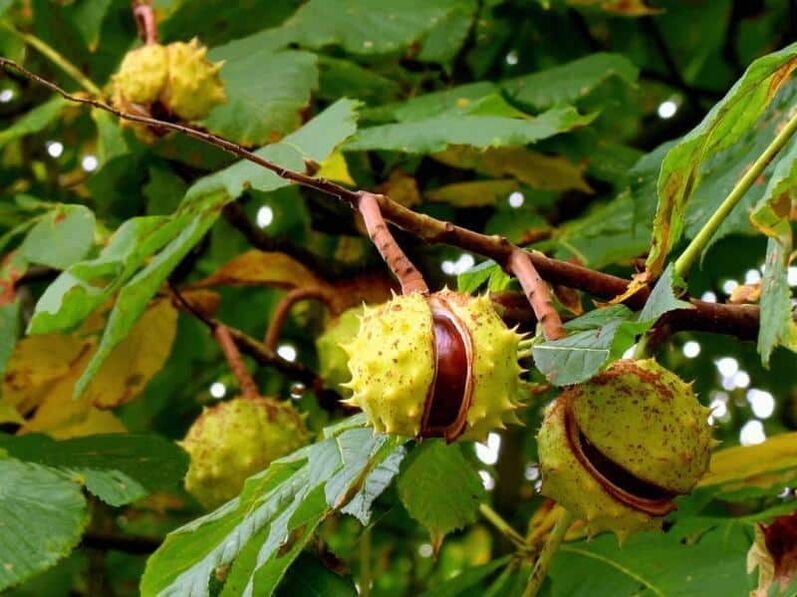 Horse chestnut used to make healing tincture for varicose veins